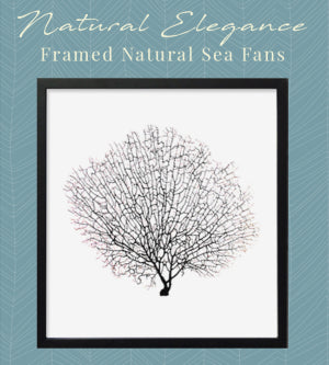 shop framed coastal wall art and seafan coral wall art